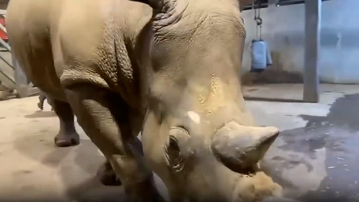 Rare baby white rhino runs around zoo enclosure week after birth