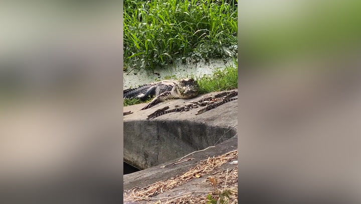Family of alligators spotted near golf club