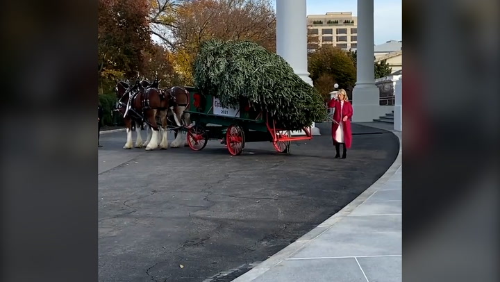 First Lady Jill Biden receives official White House Christmas tree