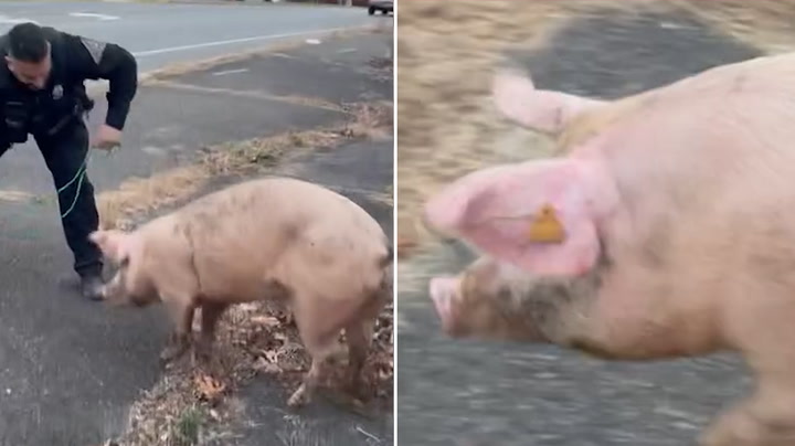 Runaway pig named 'Albert Einswine' evades capture by police in New Jersey