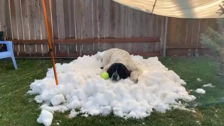 Utah ice center makes snow for dying winter loving dog