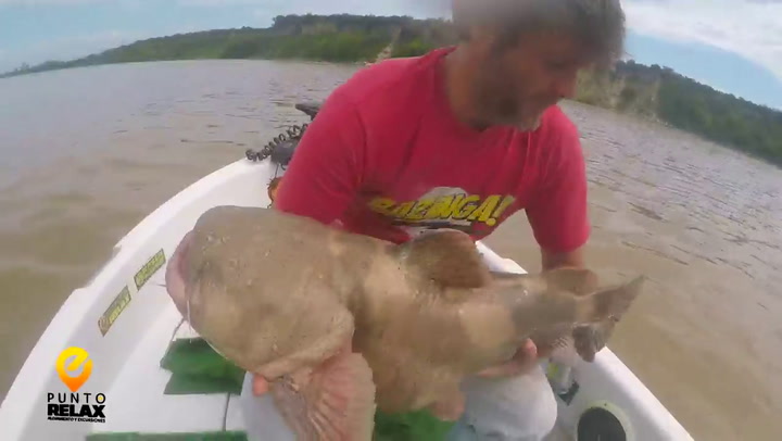 Pescaron un enorme ejemplar de manguruyú en el Paraná - Fuente: Facebook