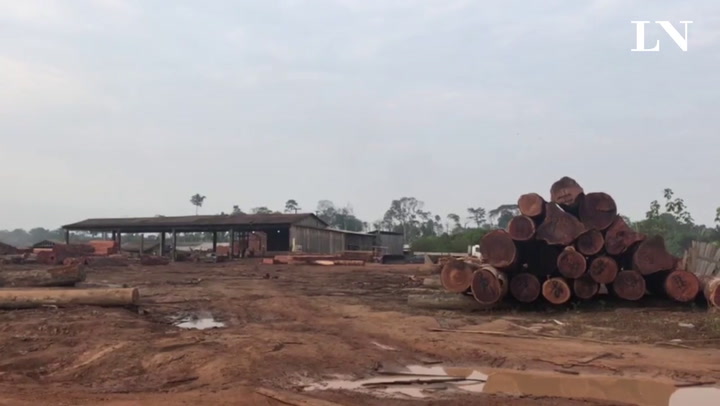 Las madereras tienen licencias para cortar árboles en Amazonia - Crédito: Alberto Armendáriz