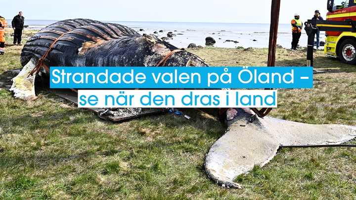 Strandade valen på Öland – se när den dras i land
