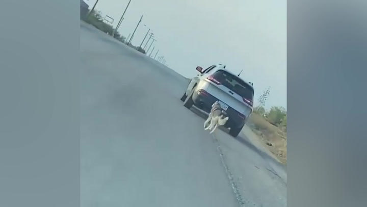 Husky chases car after being abandoned on side of road