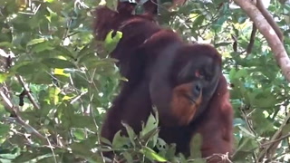 Orangutan seen treating wound with pain-relieving plant in wild first