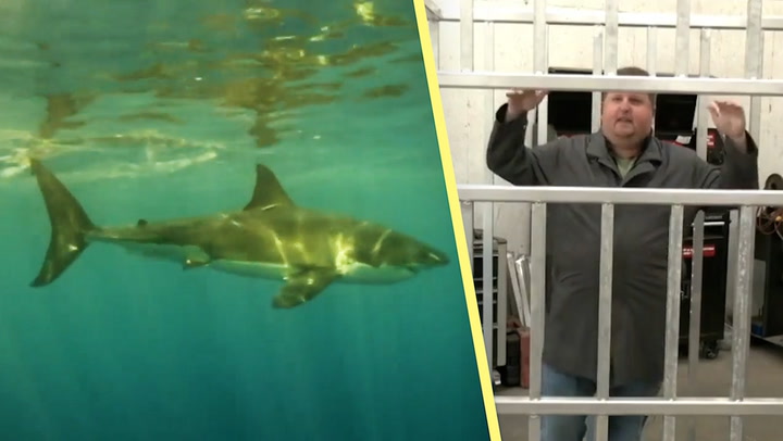 NEW SHARK CAGE DIVING EXPERIENCE IS COMING TO CANADA