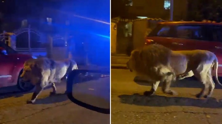 Lion roams streets of Italian seaside town after escaping from circus