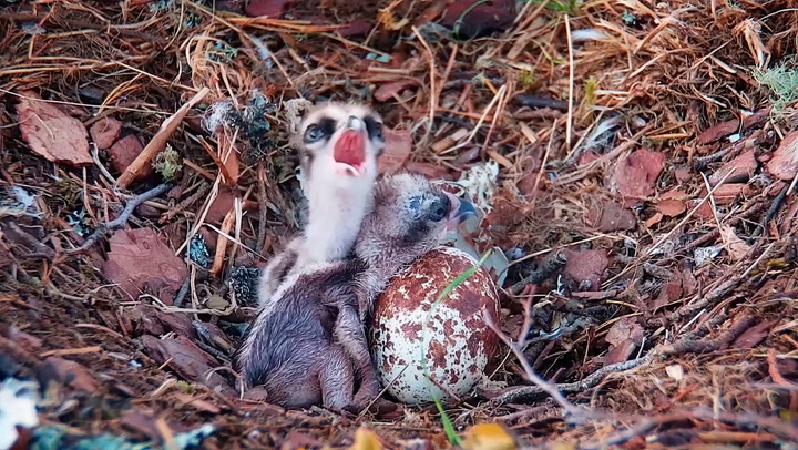 Second osprey chick of the season hatches at Scottish wildlife reserve