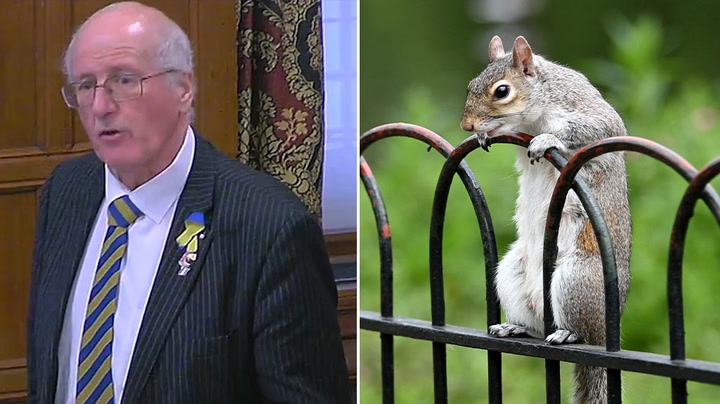 MP describes grey squirrels as 'Hamas of the squirrel world' during parliamentary debate