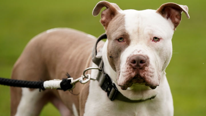 RSPCA call for different approach as XL bully dog ban comes into effect