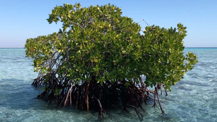Why mangroves are indispensable to Saudi Arabia’s future