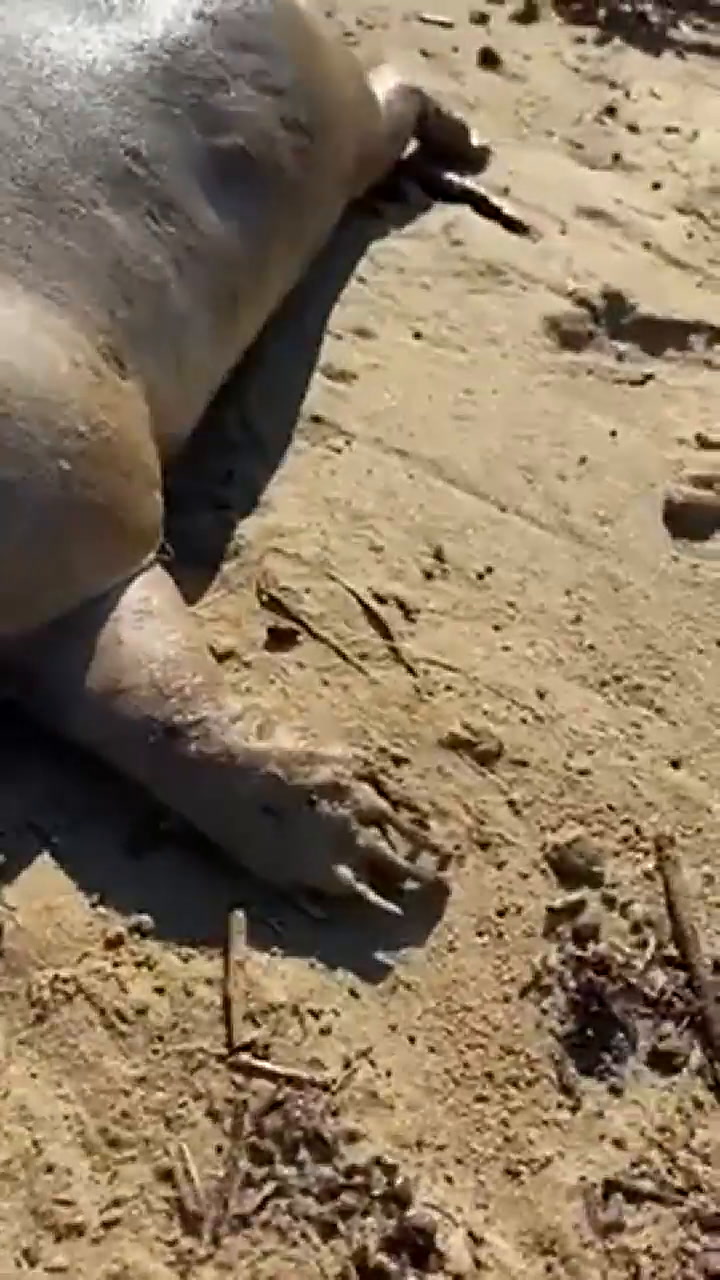 Una extraña criatura marina apareció en las playas de Grecia - Fuente: YouTube