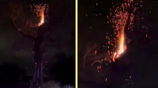 Lightning strike turns tree into raging blow torch