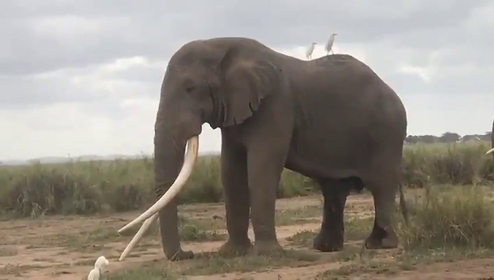 Fue encontrado muerto Tim, uno de los últimos elefantes de colmillos gigantes - Fuente: Twitter