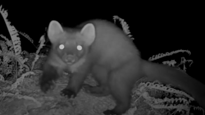 Hidden cameras reveal pine martens successfully breeding in New Forest