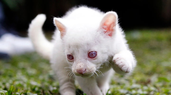 Rare albino puma cub discovered and rescued in Colombia | Climate |  Independent TV