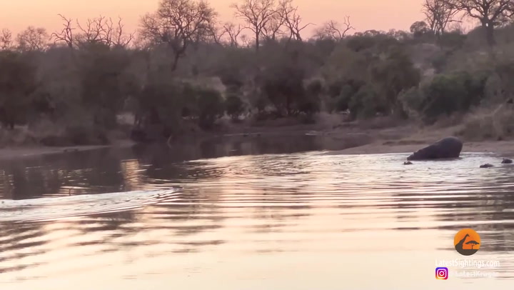 'Amazing' moment impala escapes wild dogs and hippos