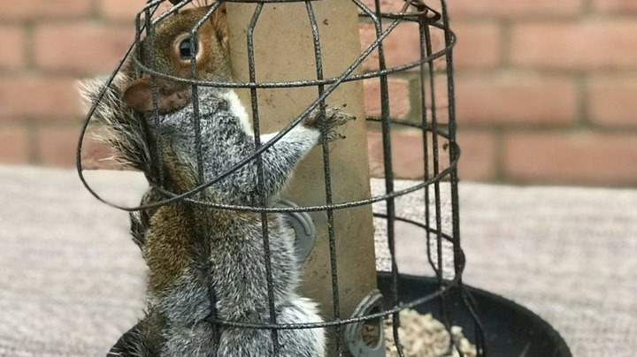 'Greedy' squirrel rescued by RSPCA after getting stuck in bird feeder