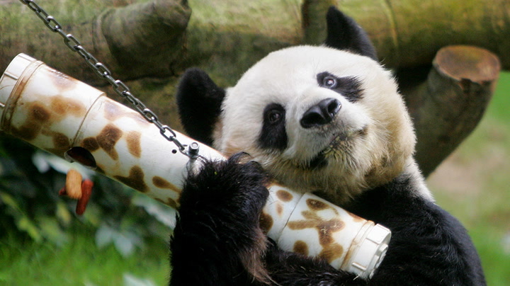 An An, the World’s Oldest Known Living Giant Panda Bear Dies at 35