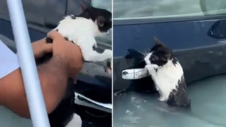 Cat rescued from Dubai floods after torrential rain brings chaos