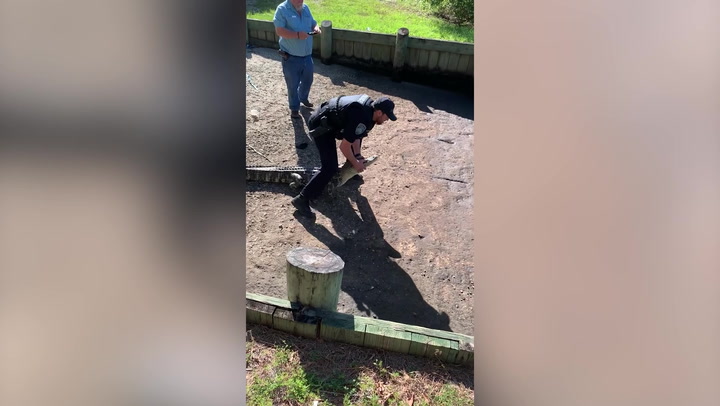 Police officer wrestles alligator back into river with bare hands