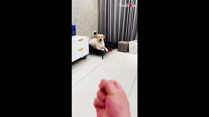 Clever dog takes offense to owner showing it the middle finger