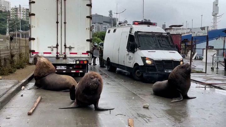 Sea lions stroll on street during Chile fishermen protest