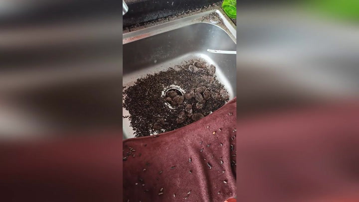 Bat nest falls into sink after man removes air conditioning from wall