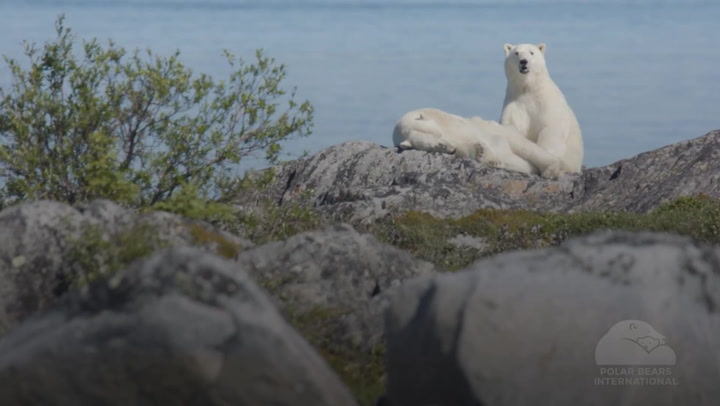Polar Bears Face Starvation Risk In Longer Ice-free Periods In Arctic – Study  Original Video M247560