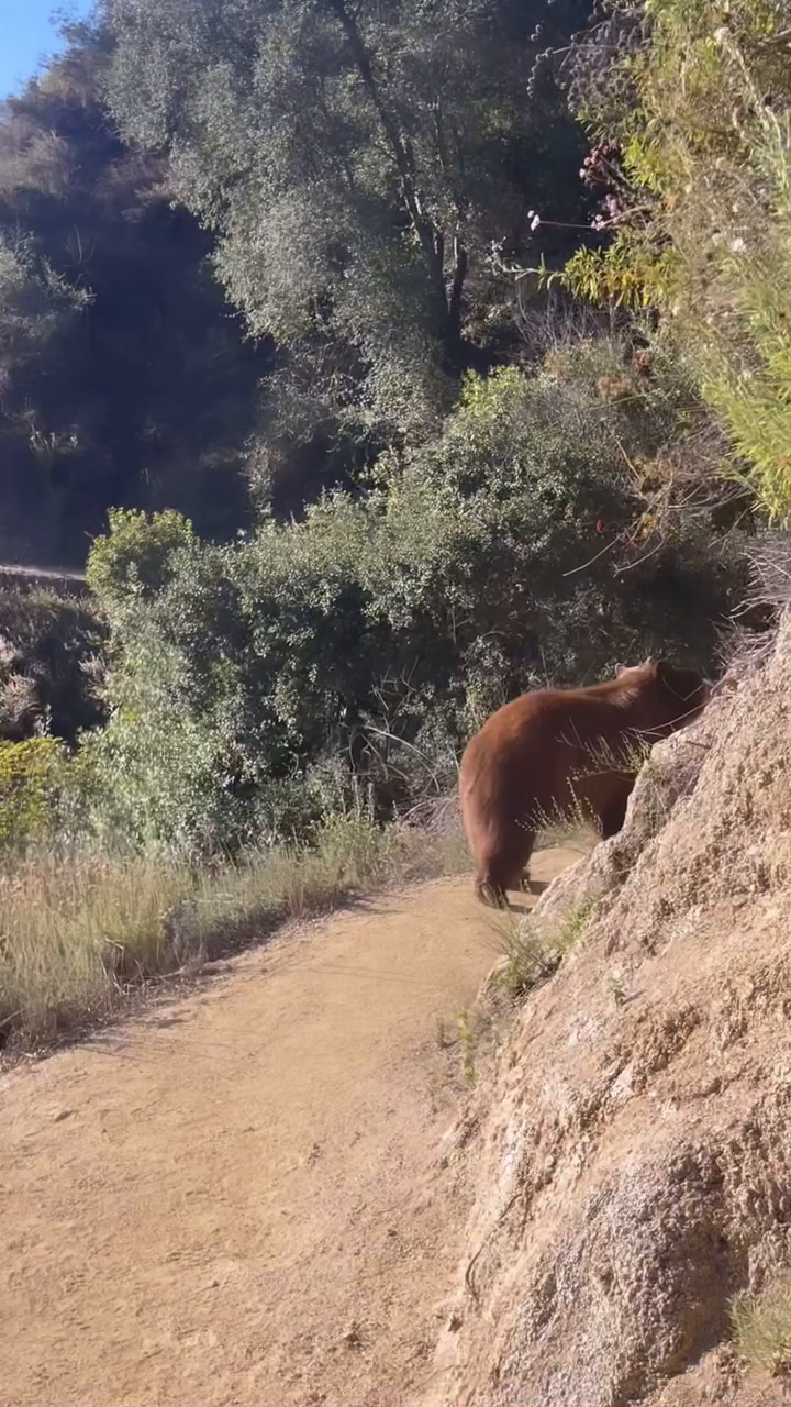 Corría por un sendero en California y fue perseguida por tres osos