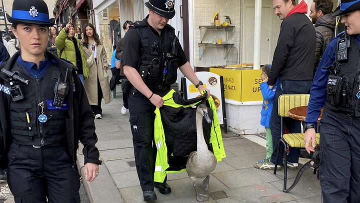 'Lost' baby swan escorted to safety by Bath police