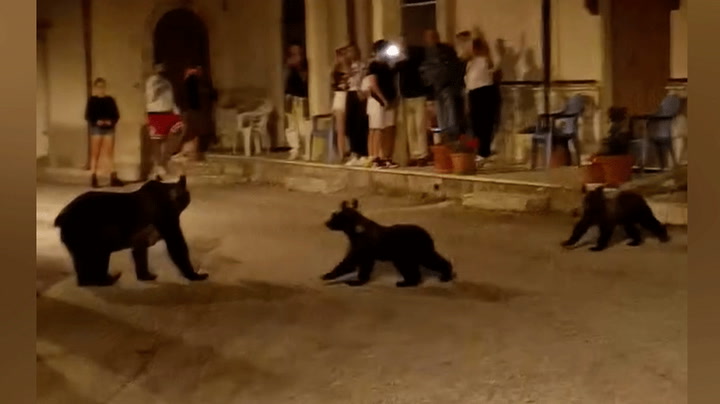 Mother bear and her cubs enjoy evening stroll down street in Italy