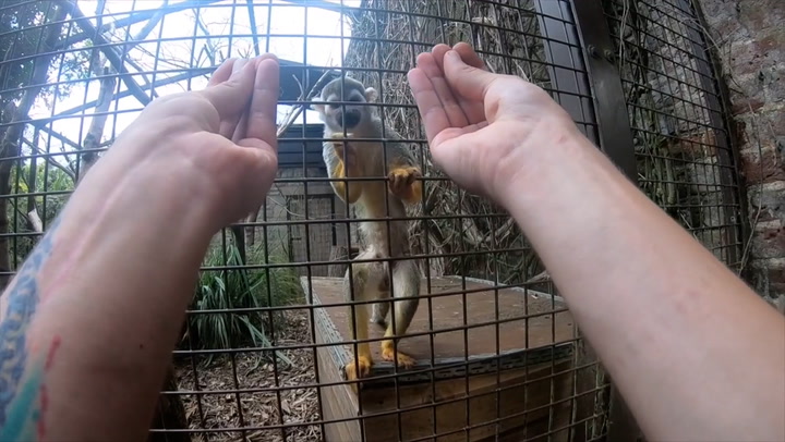 Magic trick that fools humans ‘only tricks monkeys with opposable thumbs’