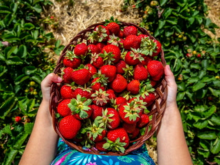Descubre el encanto de recolectar fresas en Santa Lucía: ¡Una experiencia inolvidable!