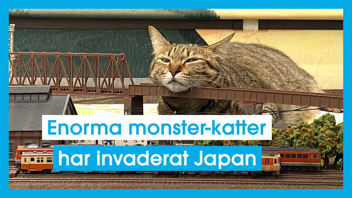 Enorma monster-katter har invaderat Japan