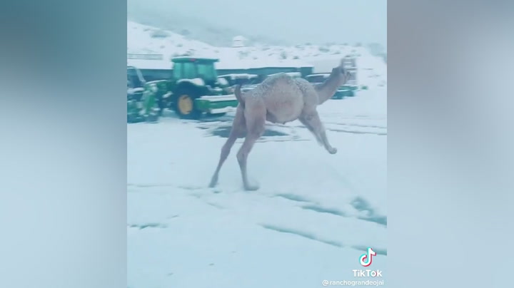 Heartwarming moment camel sees snow for the first time