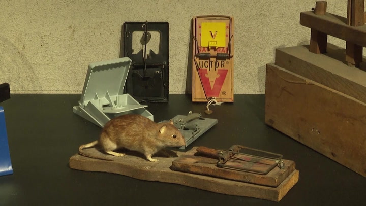 Belgian museum tries to rehabilitate the reputation of the rat in new exhibition
