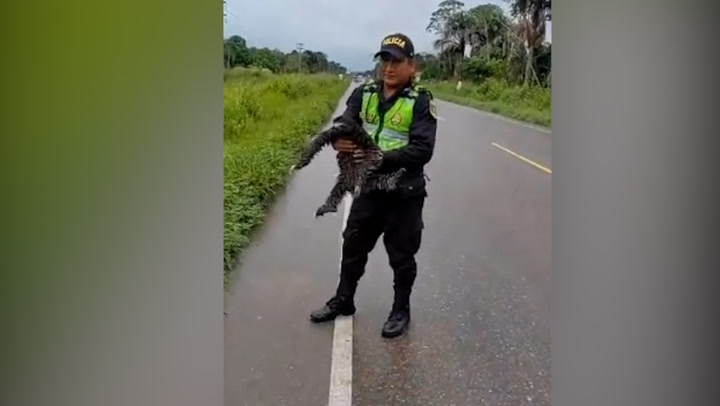 Sloth rescued from highway by police in Peru