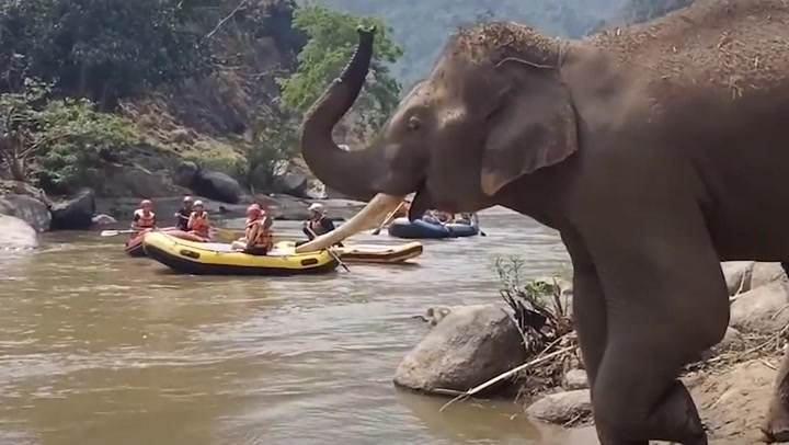 Friendly elephant waves trunk at passing kayakers to greet them