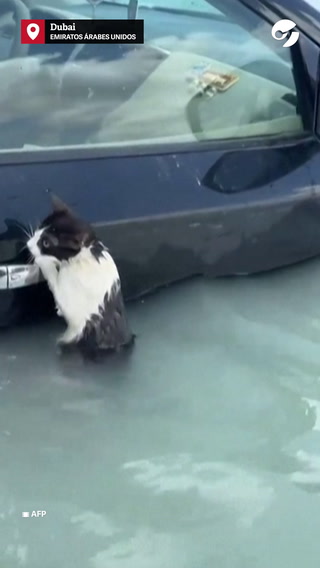 Inundaciones en Dubai: el tierno rescate de un gatito que escapaba del agua