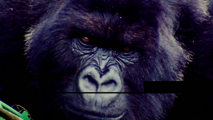 Mirá un adelanto de Dian Fossey, Muerte en la Niebla