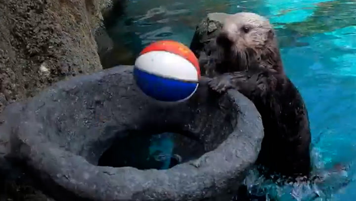 Adorable otter slam-dunks basketball in custom-made habitat
