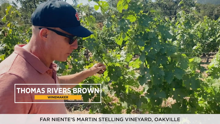 Napa Ride-Along with Thomas Rivers Brown, Part 2: Stelling Vineyard