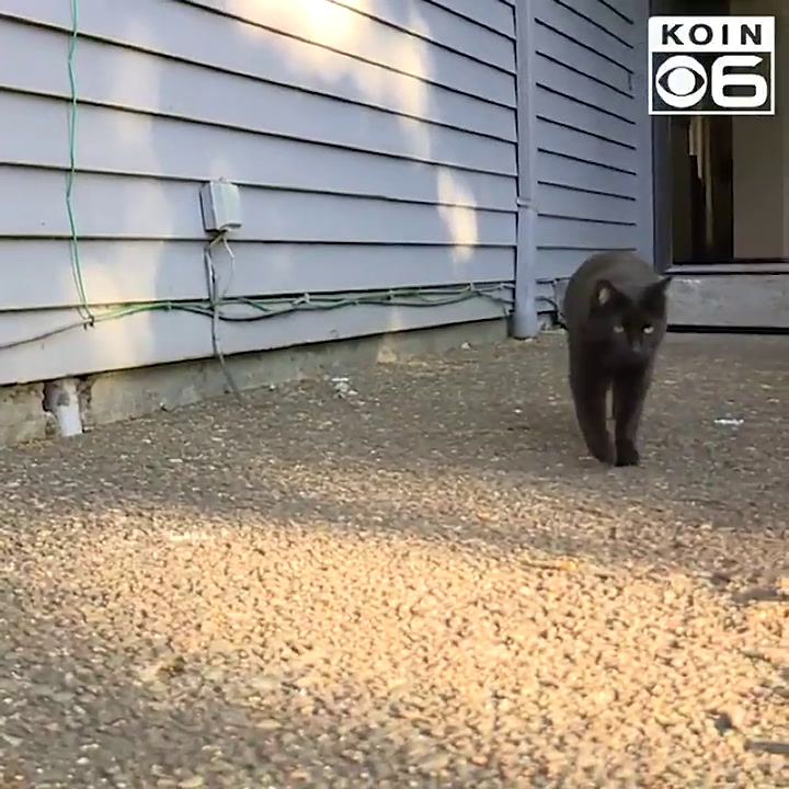 Una mujer delata a su gato ladrón e invita a sus vecinos a recuperar lo robado