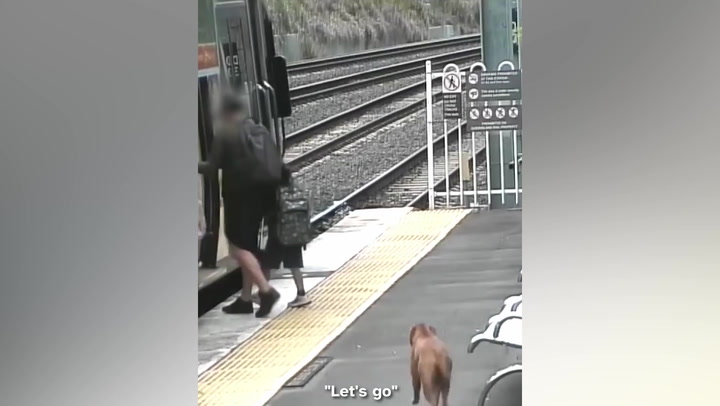 CCTV captures lone dog waiting behind yellow safety line before boarding Queensland train