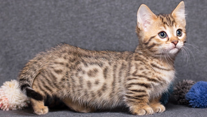 Munchkin: Cat Breed Profile, Characteristics & Care