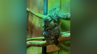 Adorable tiny monkeys measuring just 3cm born at Shropshire zoo