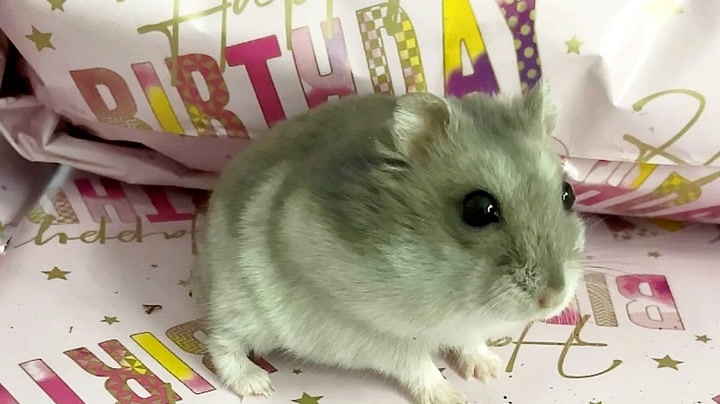 TikTok famous hamster delights 57k followers after life-saving surgery Lifestyle Independent TV