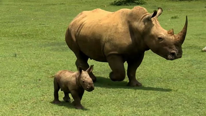 Nace un rinoceronte blanco en Cuba: ¡Una buena para esta especie en peligro! 